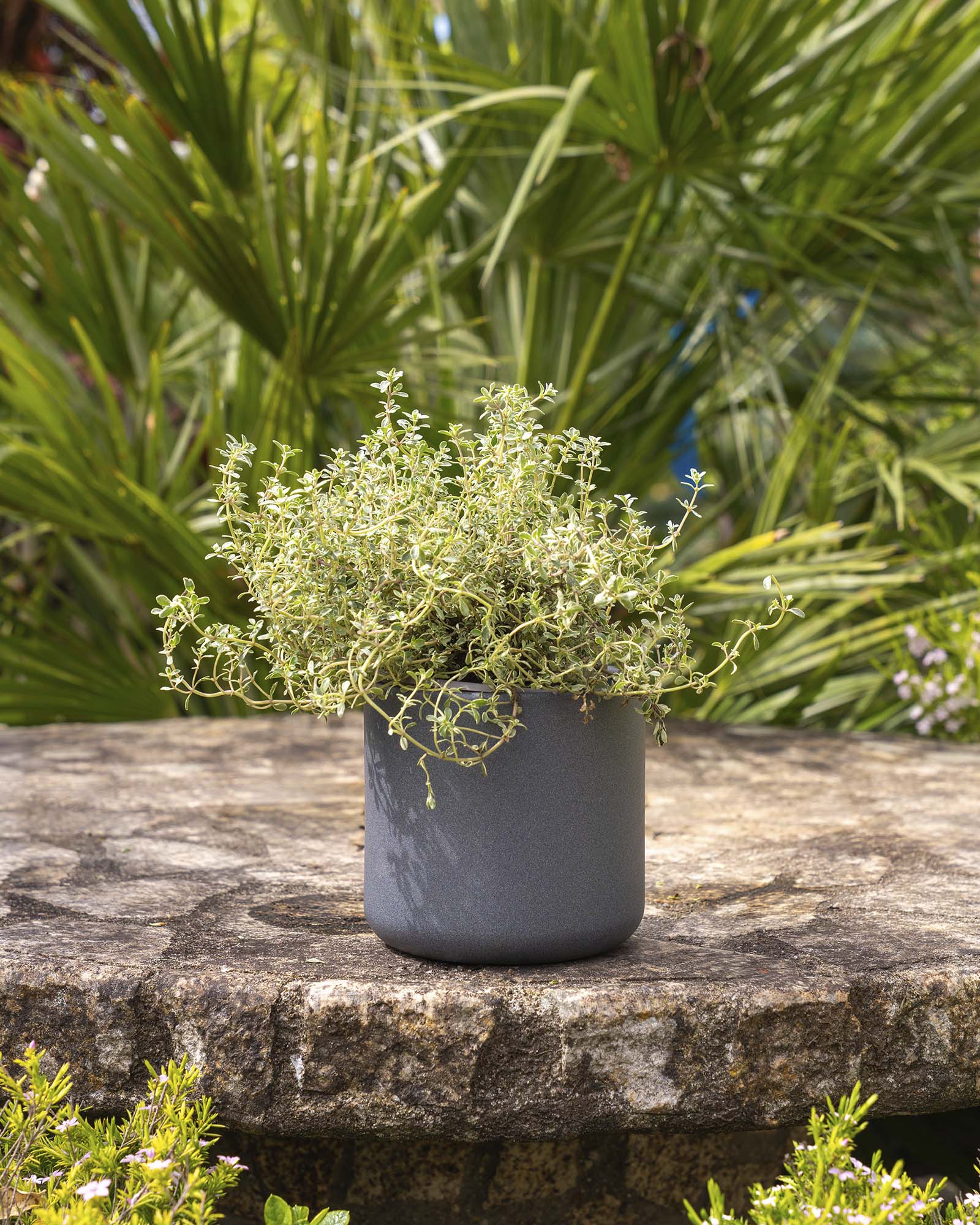 Thymus x citriodorus 'Lemon'