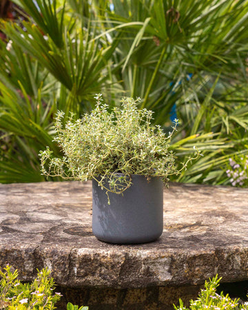 Thymus x citriodorus 'Lemon'