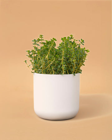 Thymus vulg. 'Silver Posie'