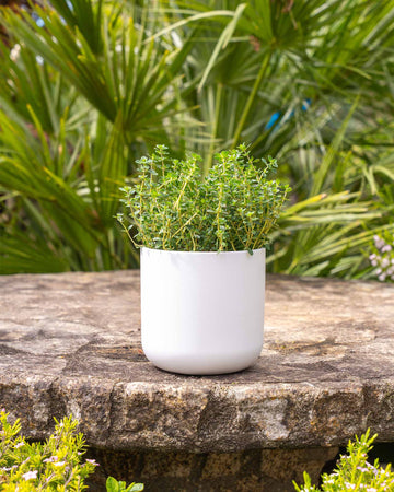 Thymus vulg. 'Silver Posie'