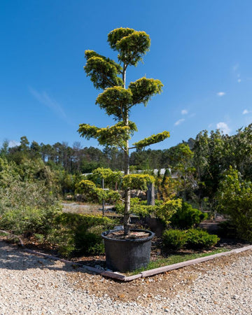 Cedrus deodara 'Aurea'