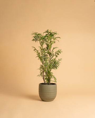 Thuja plicata 'Atrovirens'