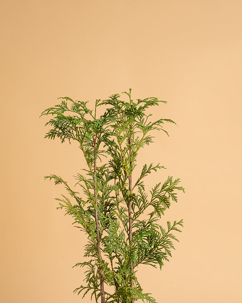 Thuja plicata 'Atrovirens'