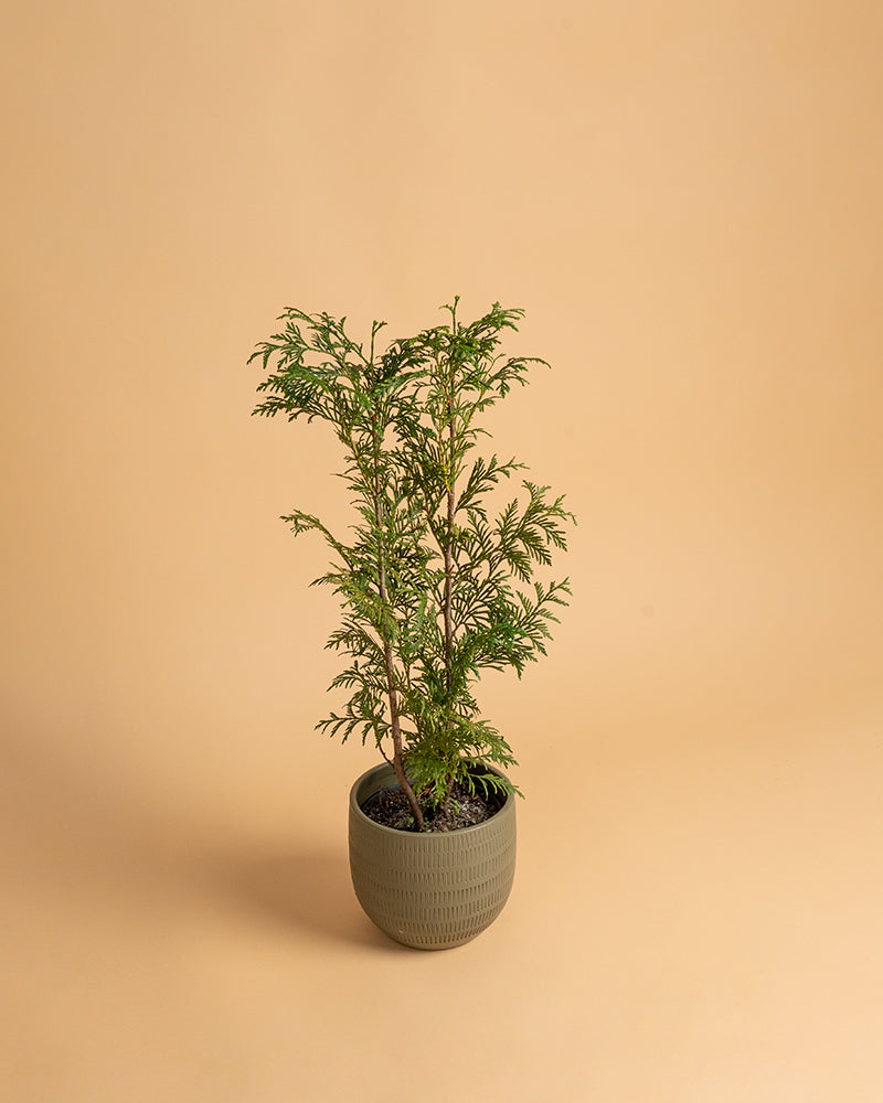 Thuja plicata 'Atrovirens'