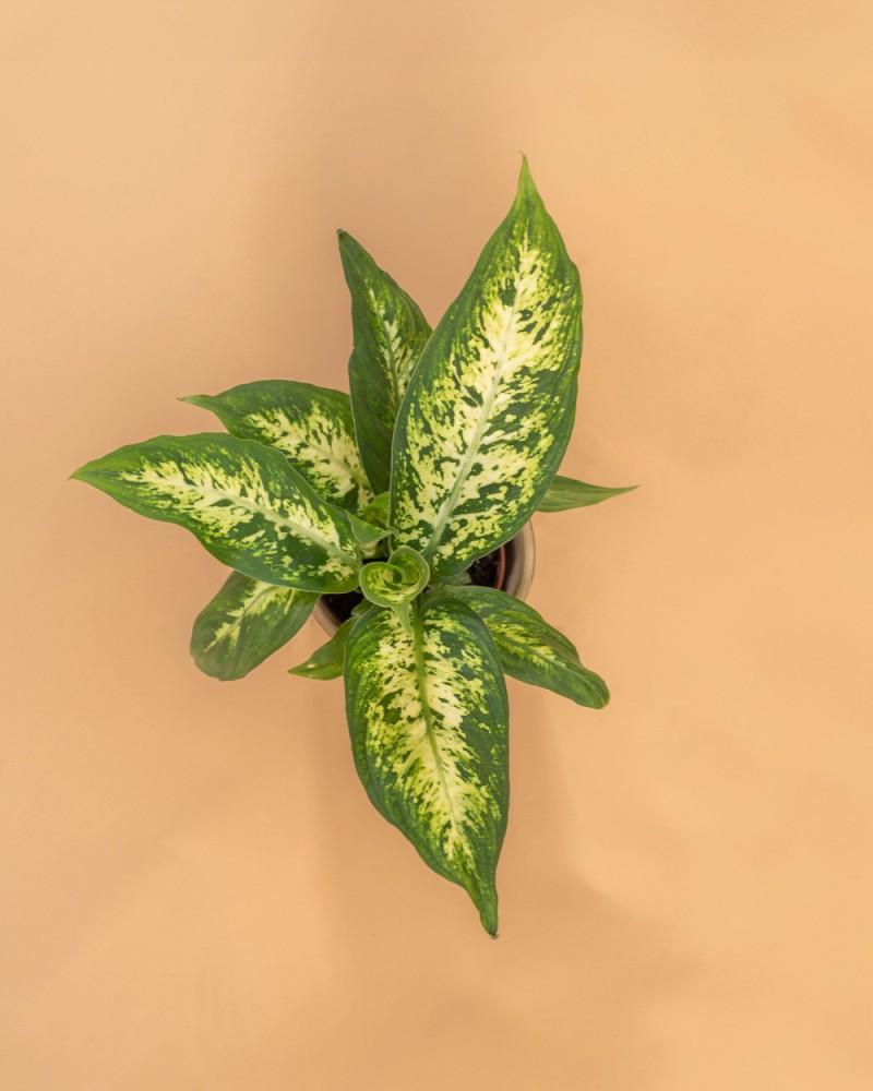 dieffenbachia em portugues Dieffenbachia 'Compacta'