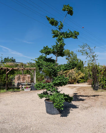 Carpinus betulus