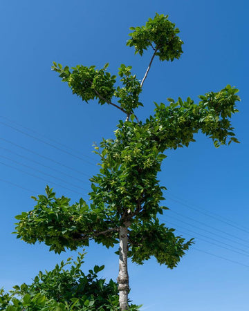 Carpinus betulus