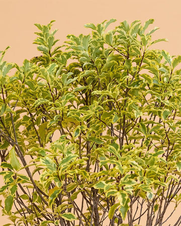 Pittosporum tenuifolium 'Variegatum'