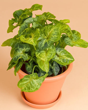 Syngonium 'White Butterfly'