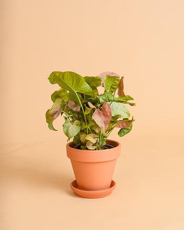 Syngonium 'Red Heart'