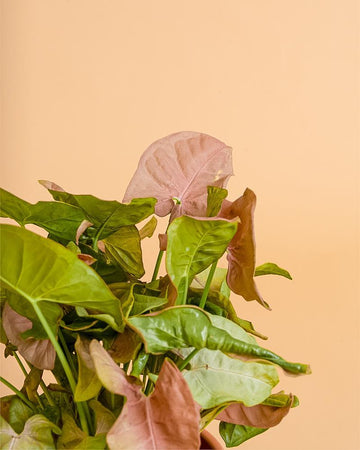 Syngonium 'Red Heart'