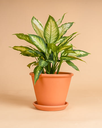 Dieffenbachia 'Camilla'
