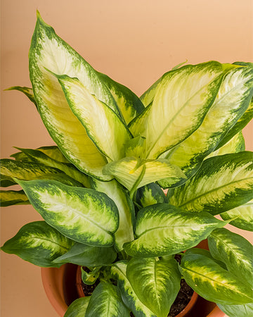 Dieffenbachia 'Camilla'