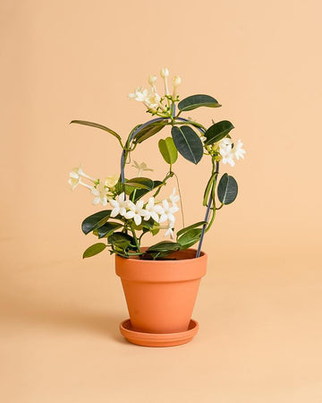 Stephanotis floribunda