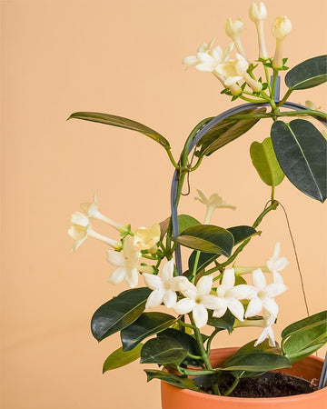 Stephanotis floribunda
