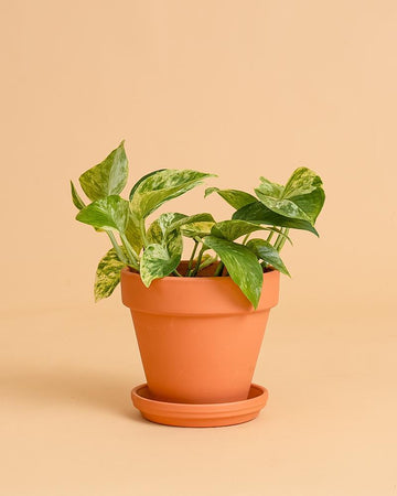 Epipremnum 'Marble Queen'