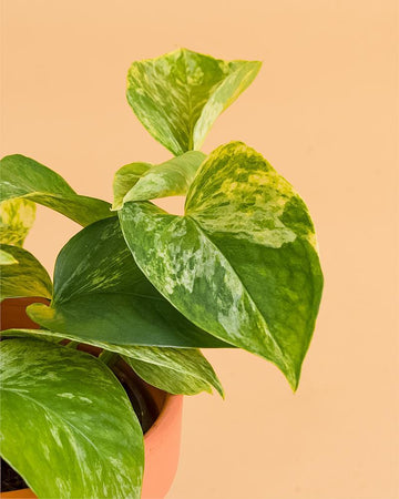 Epipremnum 'Marble Queen'