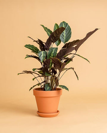 Calathea louisae 'Maui Queen'