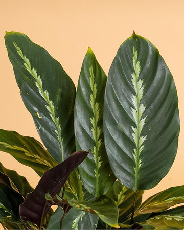 Calathea louisae 'Maui Queen'