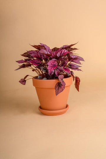 Begonia 'Indian Summer'