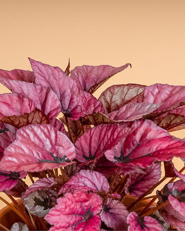 Begonia 'Indian Summer'