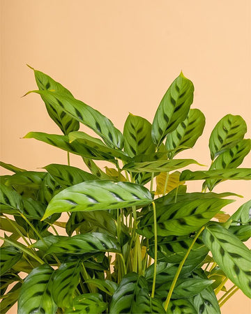 Calathea leopardina