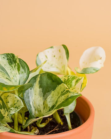 Epipremnum pinnatum 'Happy Leaf'