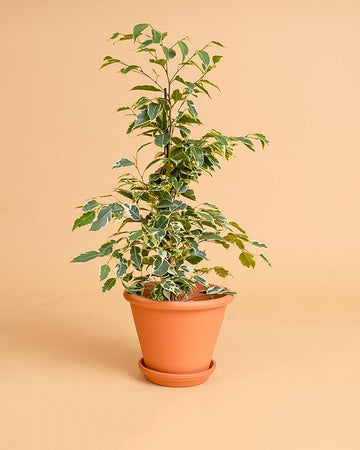 Ficus benjamina 'Twilight'