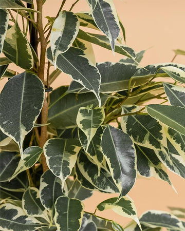 Ficus benjamina 'Twilight'