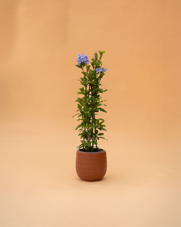 Plumbago auriculata