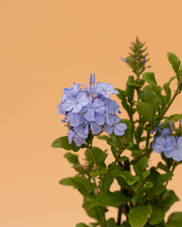 Plumbago auriculata