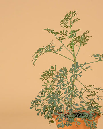 Arruda (Ruta graveolens)