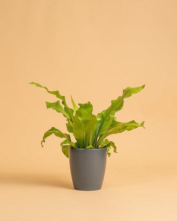 Asplenium nidus