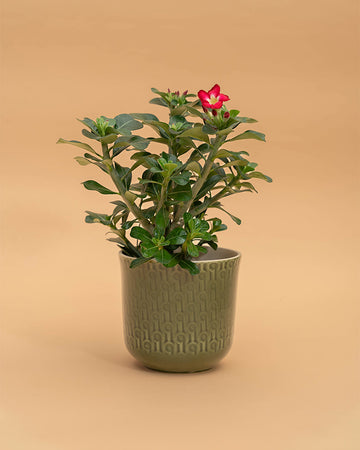 Adenium obesum 