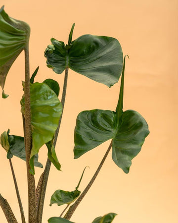 Alocasia macrorrhiza 'Stingray'