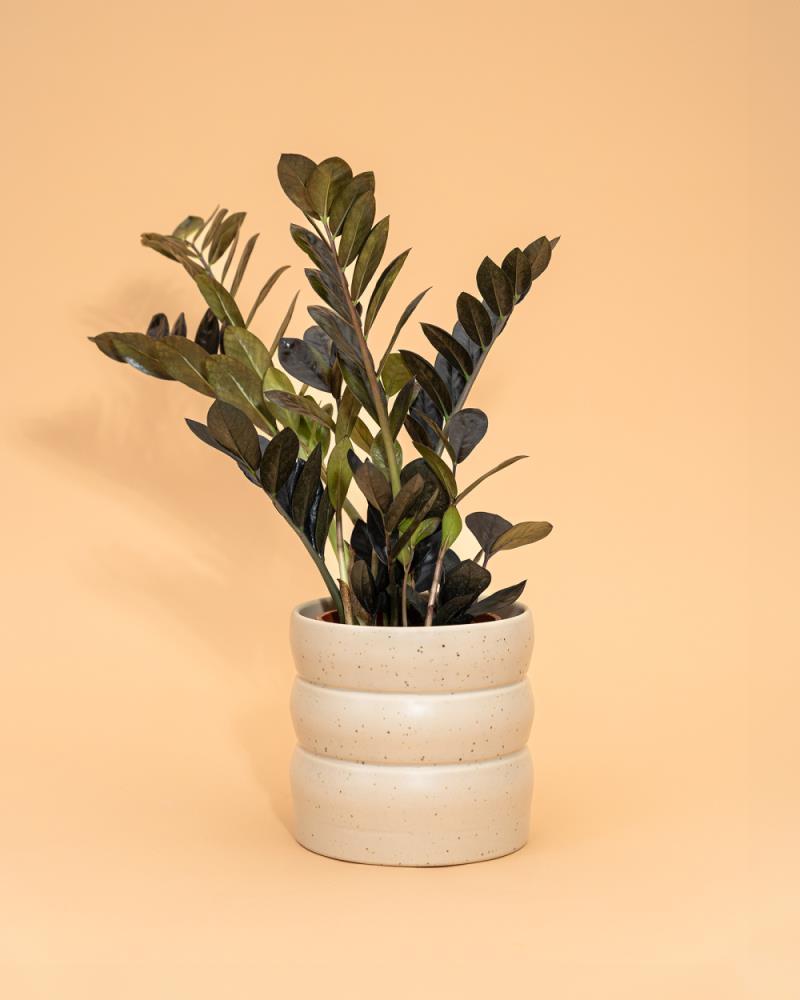 Zamioculca zamiifolia ‘Raven’