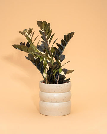 Zamioculca zamiifolia ‘Raven’