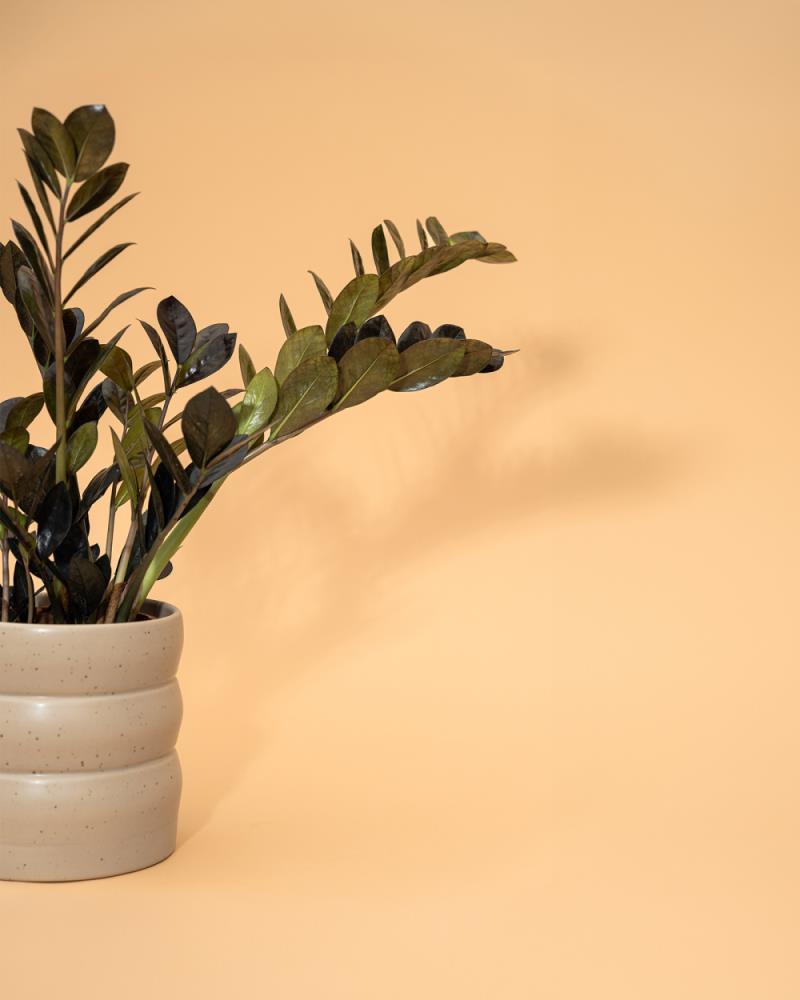 Zamioculca zamiifolia ‘Raven’