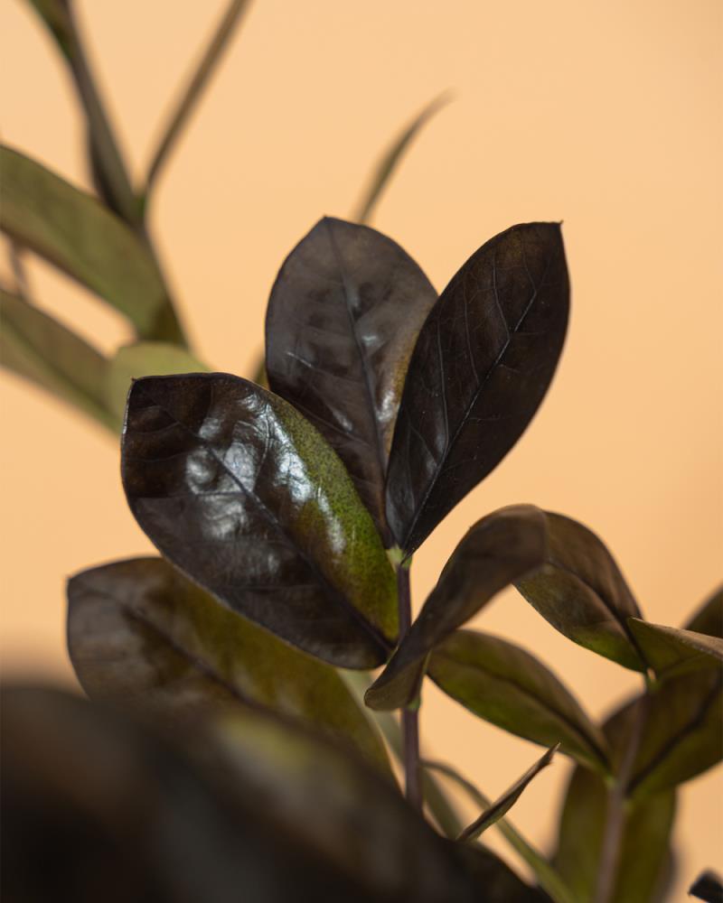 Zamioculca zamiifolia ‘Raven’