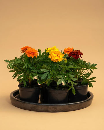Conjunto 5 Tagetes Mix