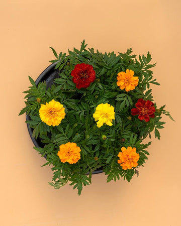 Conjunto 5 Tagetes Mix
