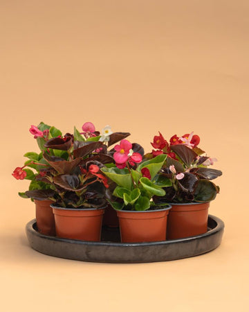 Conjunto 5 Begonias Semperflorens Mix