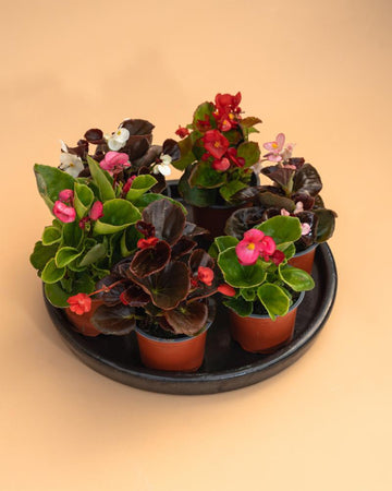 Conjunto 5 Begonias Semperflorens Mix