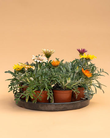 Conjunto 5 Gazanias Mix