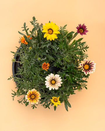 Conjunto 5 Gazanias Mix