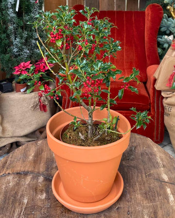 Azevinho (Ilex aquifolium)