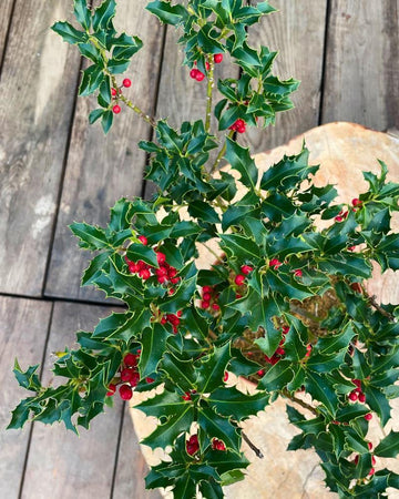 Azevinho (Ilex aquifolium)
