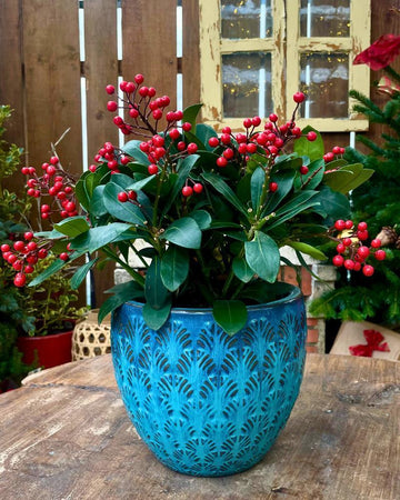 Skimmia japonica 'Beautiful'