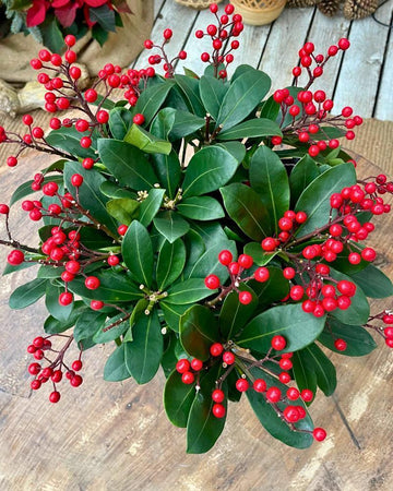 Skimmia japonica 'Beautiful'