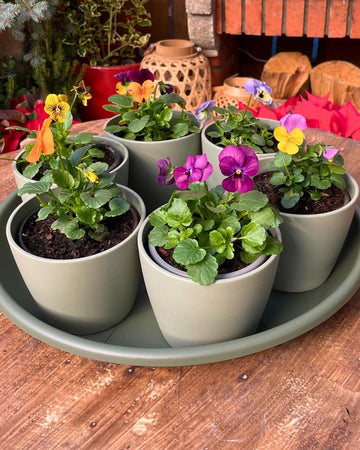 Conjunto 6 violas mix